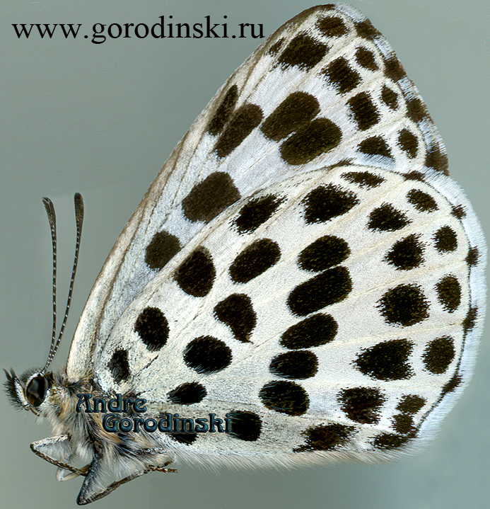 http://www.gorodinski.ru/lycaenidae/Phengaris atroguttata.jpg